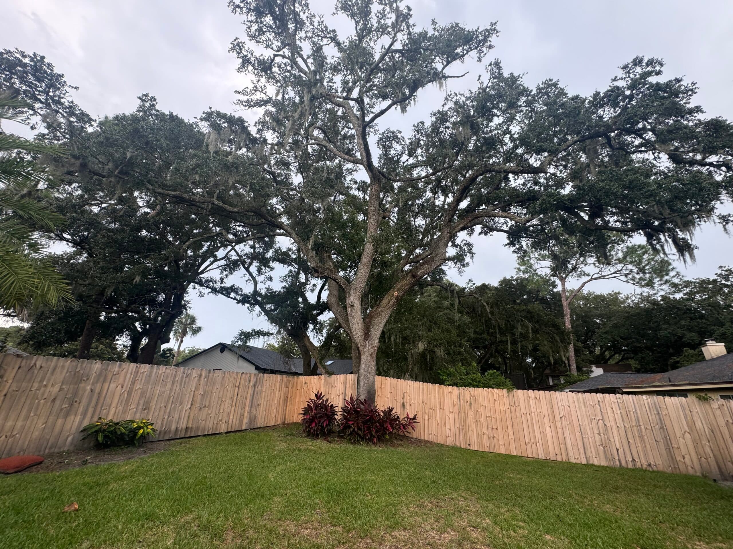 Tree removal project completed by Russell Tree Care in Jacksonville FL
