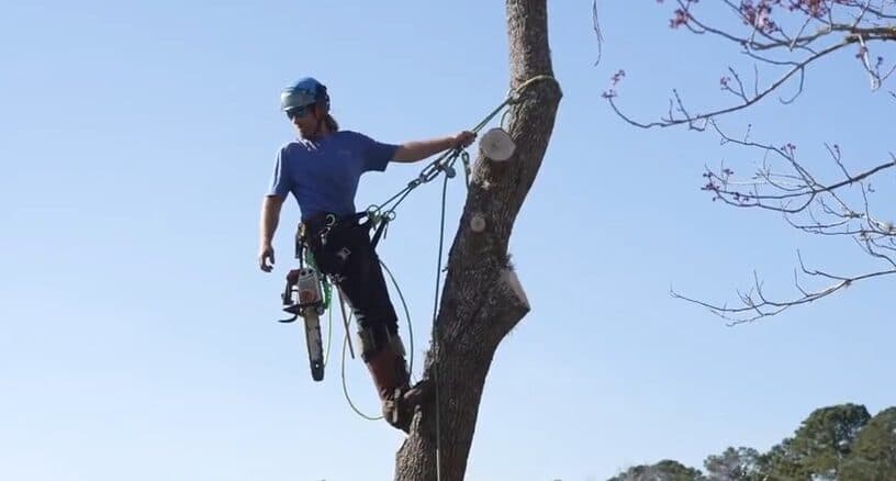 Hunter Russell, owner of Russell Tree Care & Outdoor Creations in Jacksonville Florida